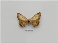 藏品(尺蛾230)的圖片